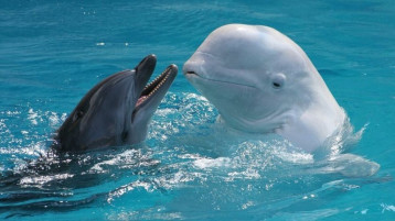 23 июля Всемирный день китов🐳 и дельфинов 🐬 23 июля Всемирный день китов🐳 и дельфинов 🐬.